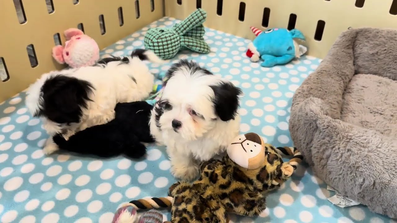 MalShi’s Flynn & Finley