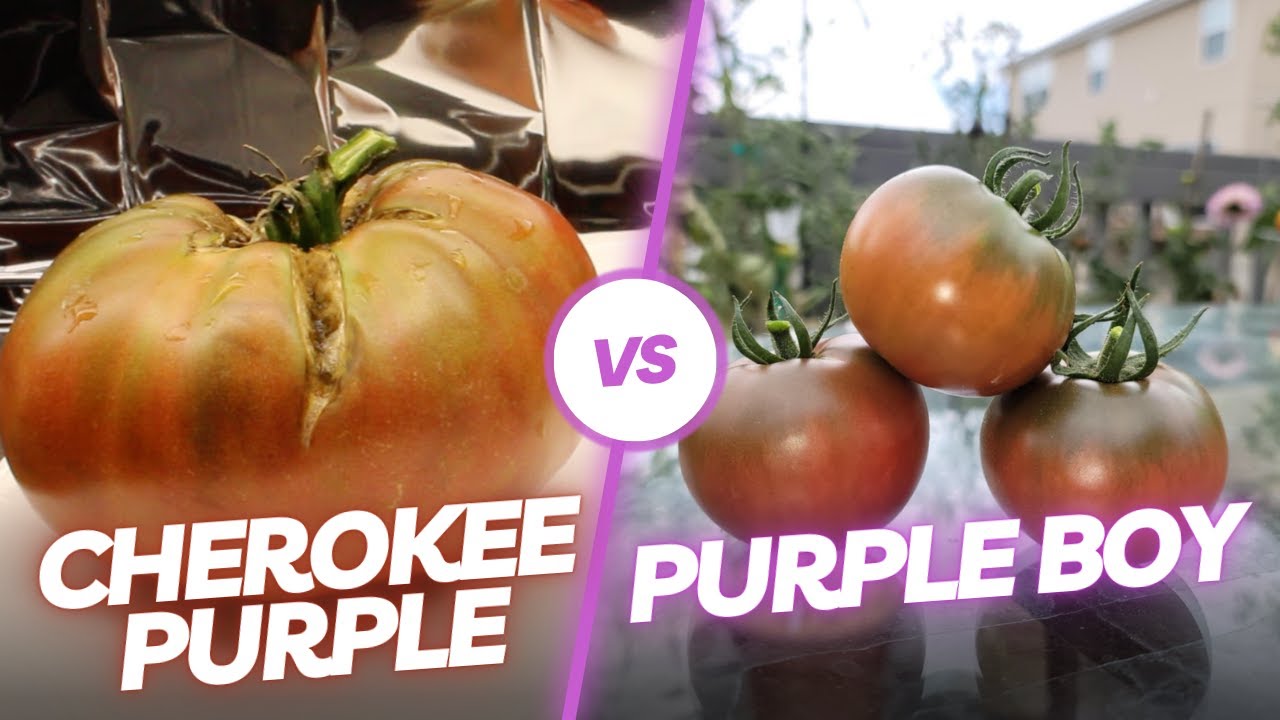 Cherokee Purple vs. Purple Boy (VS. Series) [Adv.54]