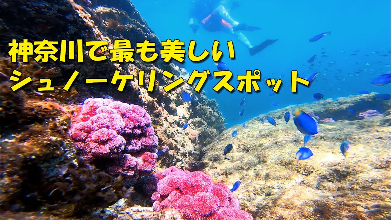 神奈川で最も美しいシュノーケリングスポット真鶴岬 [4K]