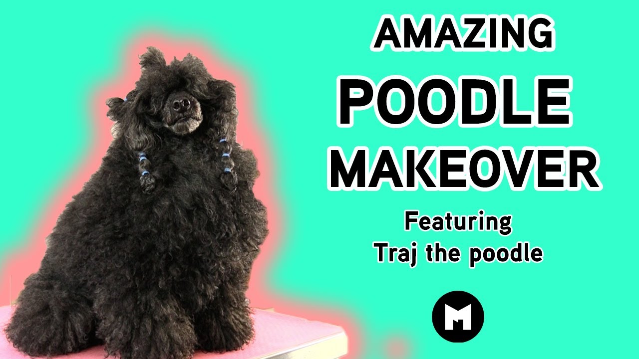 Poodle grooming makeover second puppy trim
