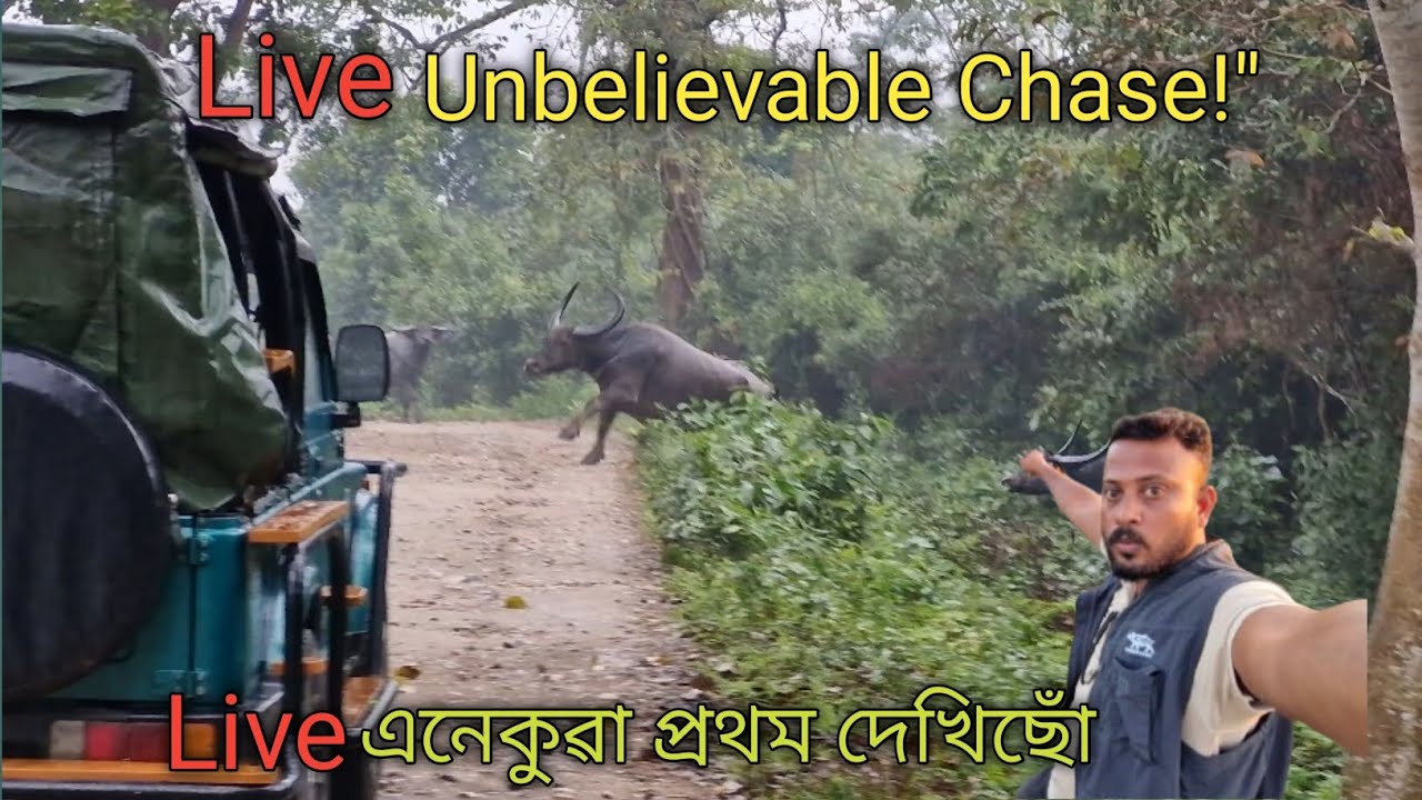 LIVE কাজিৰঙাত এনেকুৱা প্ৰথম দেখিছোঁ | Unbelievable Chase | kaziranga Jeep Safari 