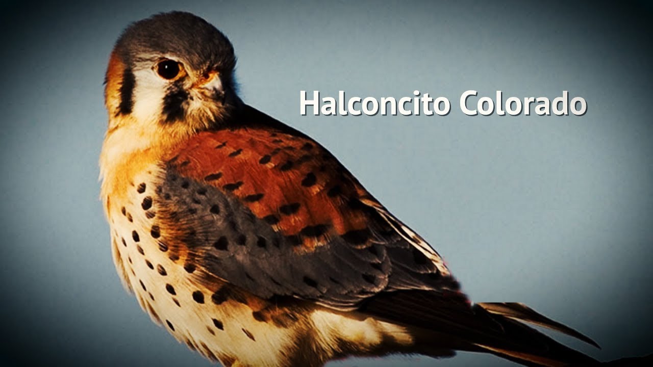 Rapaces - Halconcito Colorado
