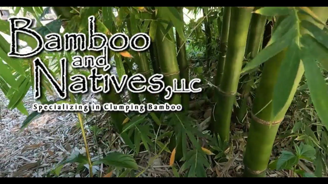 Bamboo and Natives Punta Gorda Ft. Myers Southwest Florida