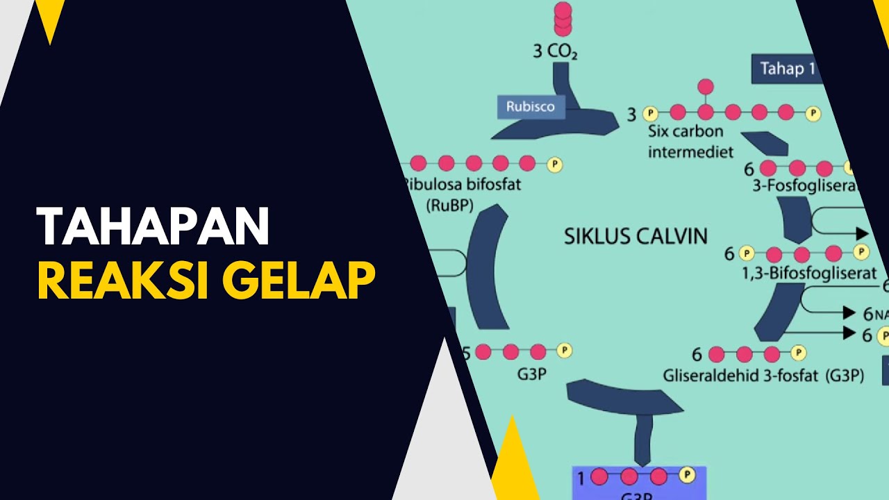 Bagaimanakah Tahapan Reaksi Gelap?