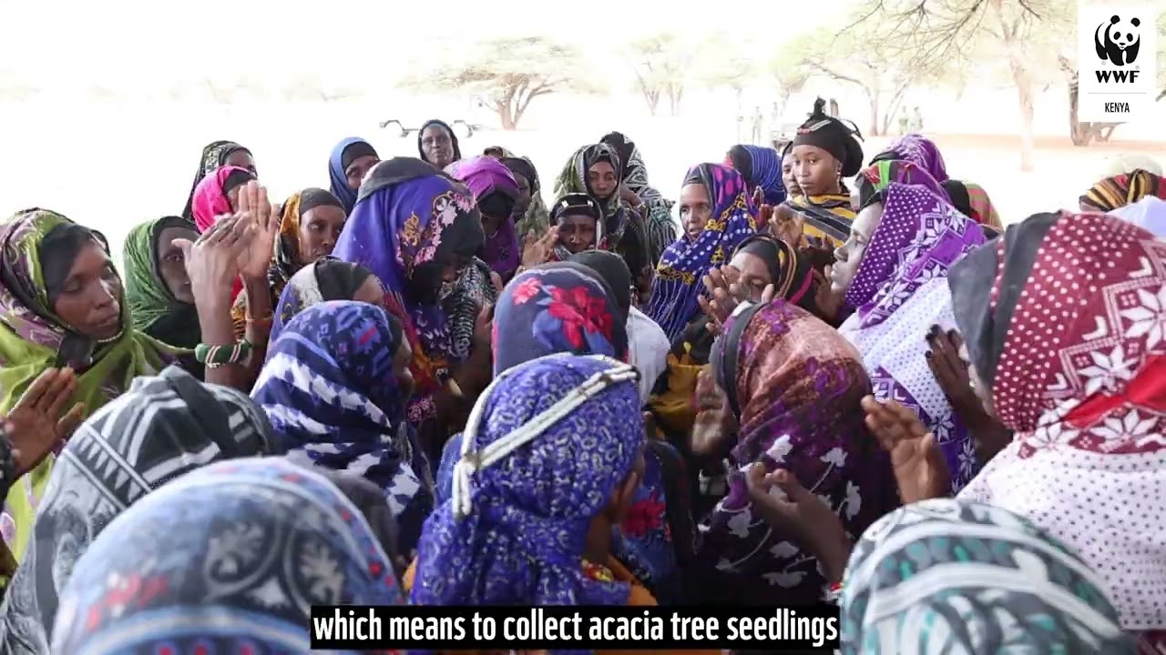 Women in Marsabit using acacia seed banks to address climate change