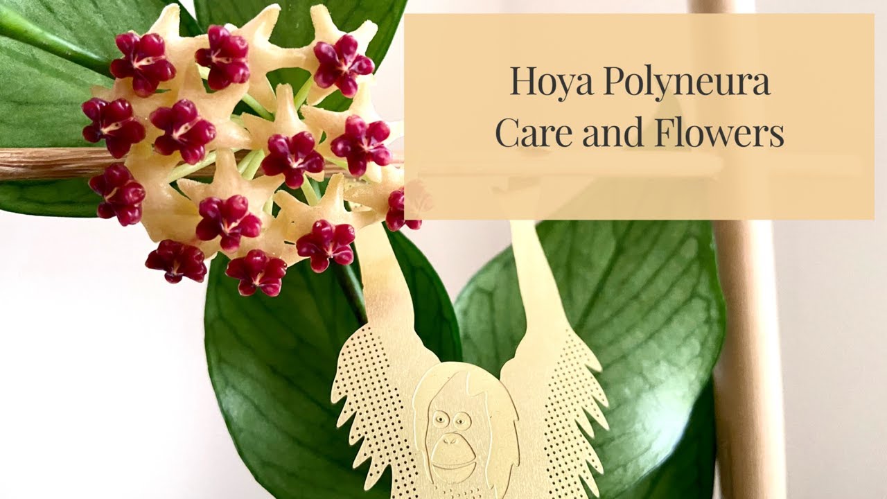 Hoya Polyneura Care | Hoya Polyneura Flowers