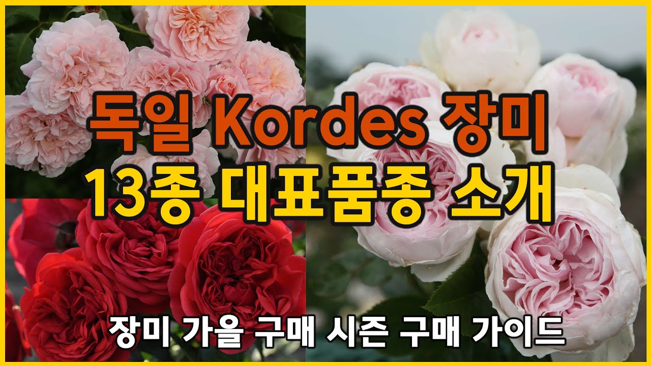 평범한 정원을 천국으로 만드는 마법의 독일장미 13선 / 코데즈장미 / 독일장미 / Kordes Roses / 가을시즌 구매 가이드