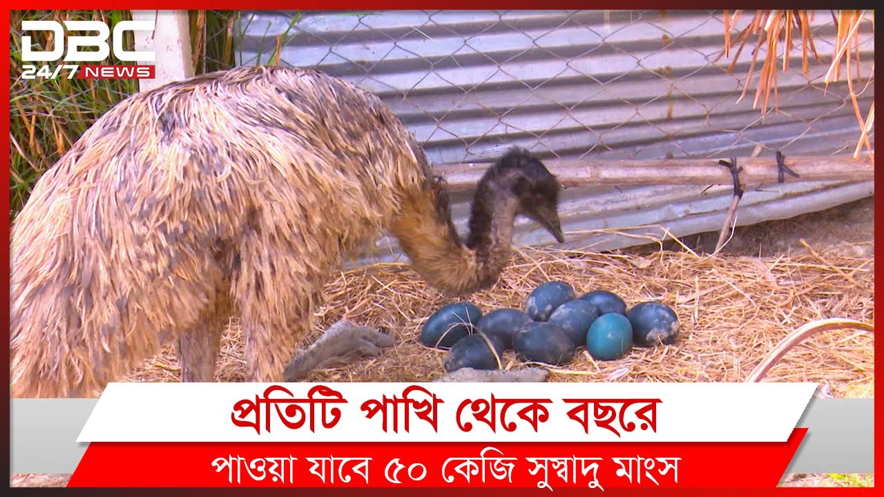 খুলনায় বাণিজ্যিকভাবে ইমু পাখি পালন