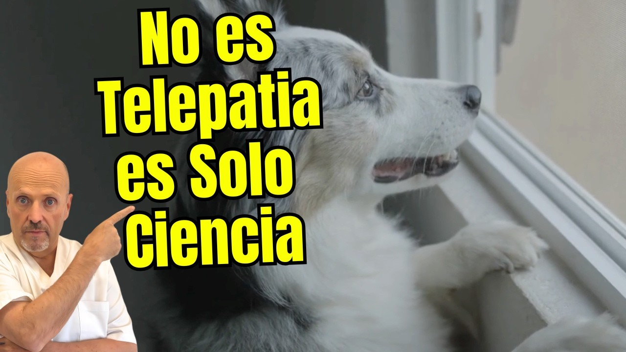 🧠🐶 ¿COMO SABE TU PERRO QUE ESTAS A PUNTO DE LLEGAR A CASA? 🧠🐶