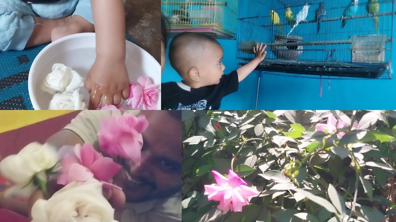 Garden ରୁ ତୋଳିଲି fresh fresh roses🌹 #vlog #odiavlog  #dailyvlog #garden #nature 