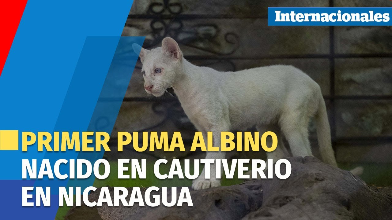 Presentan a Itzae, el primer puma albino nacido en cautiverio en Nicaragua