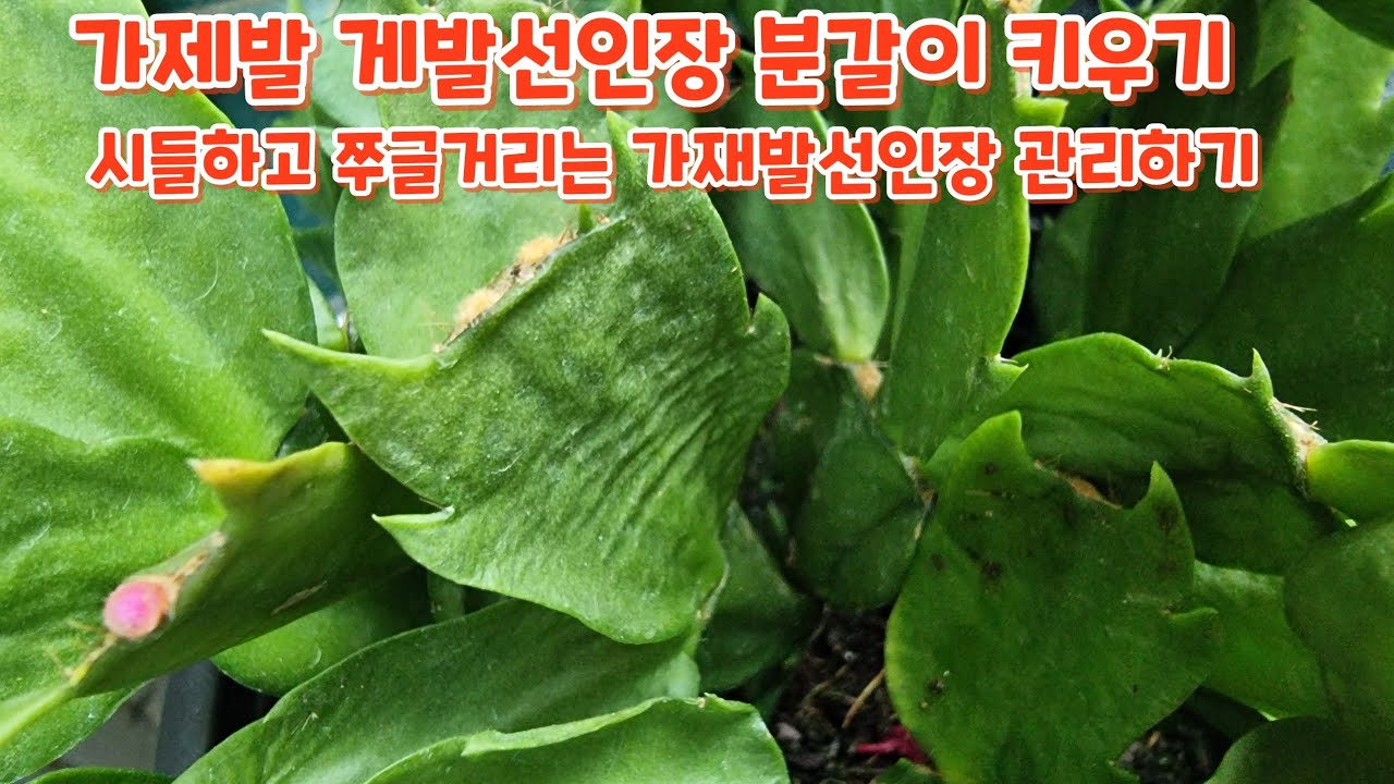 가제발 #게발선인장 #분갈이 #흙배합 #키우기 #삽목하기 관리하기