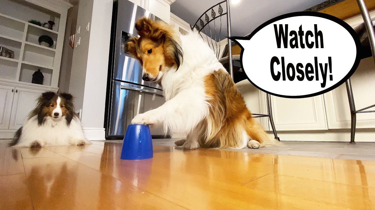 25  Amazing (and FUN) Tricks to teach your DOG 🤔🐶🥰 e117