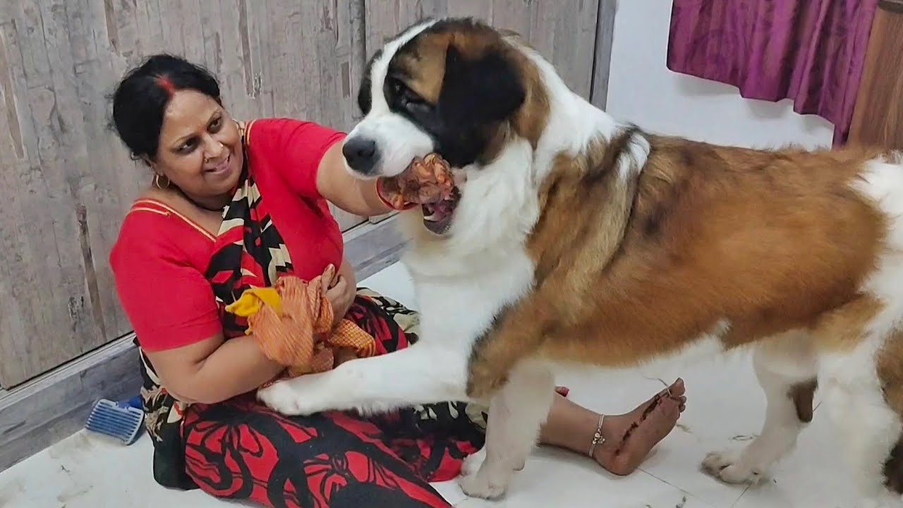 Dramatic Tyzuu fighting with Mom | Cute Dog Videos | Saint Bernard