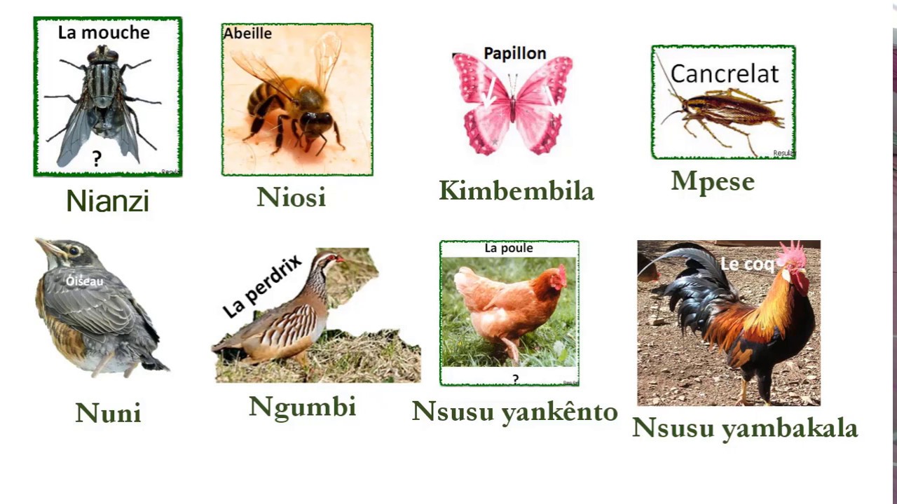 Apprendre le KIKÔNGO (9) - Les Animaux
