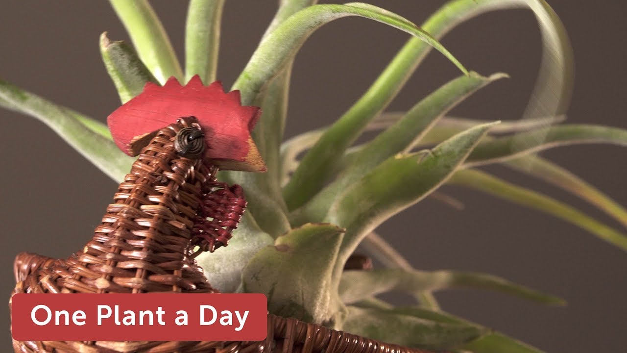 Tillandsia streptophylla Houseplant Care – 352 of 365