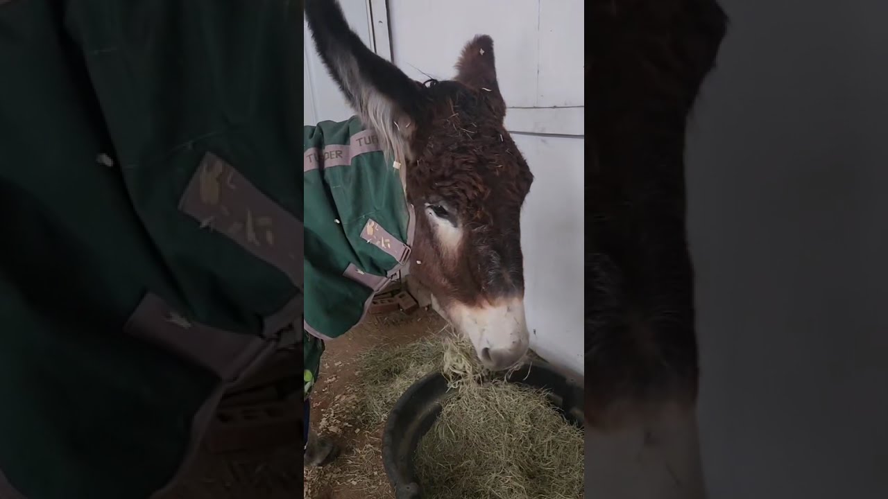 Getting ready for the Texas ice storm & shut down. ❄️ lovinglongears.org ##donkeys 