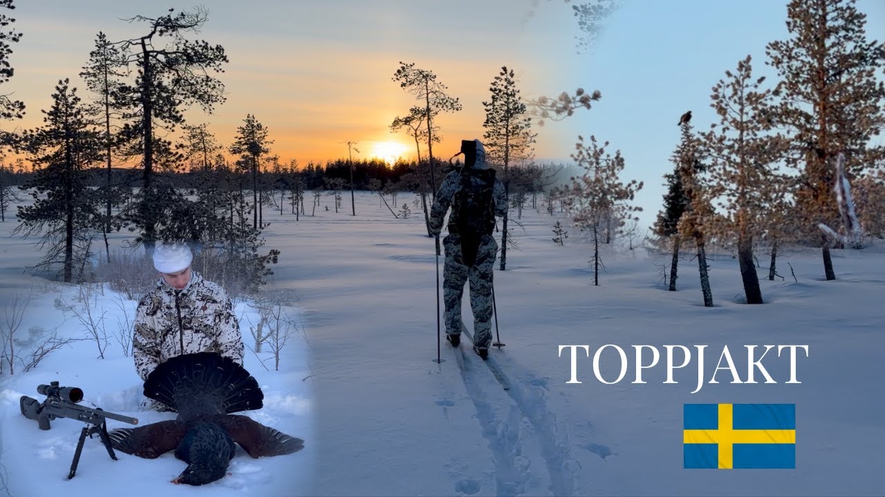 Latvalinnustusta Ruotsissa 2026 | Toppjakt i Sverige
