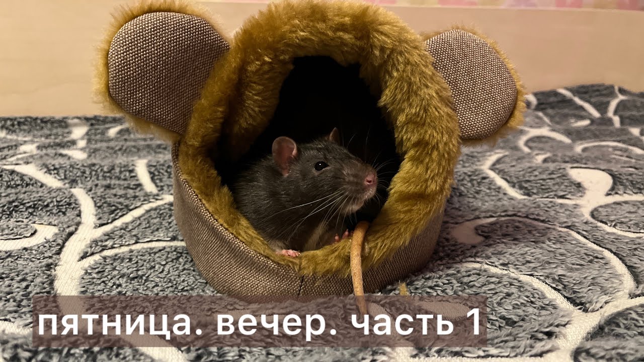 Пятница. Вечер. Часть 1.  #крысы #rats 
