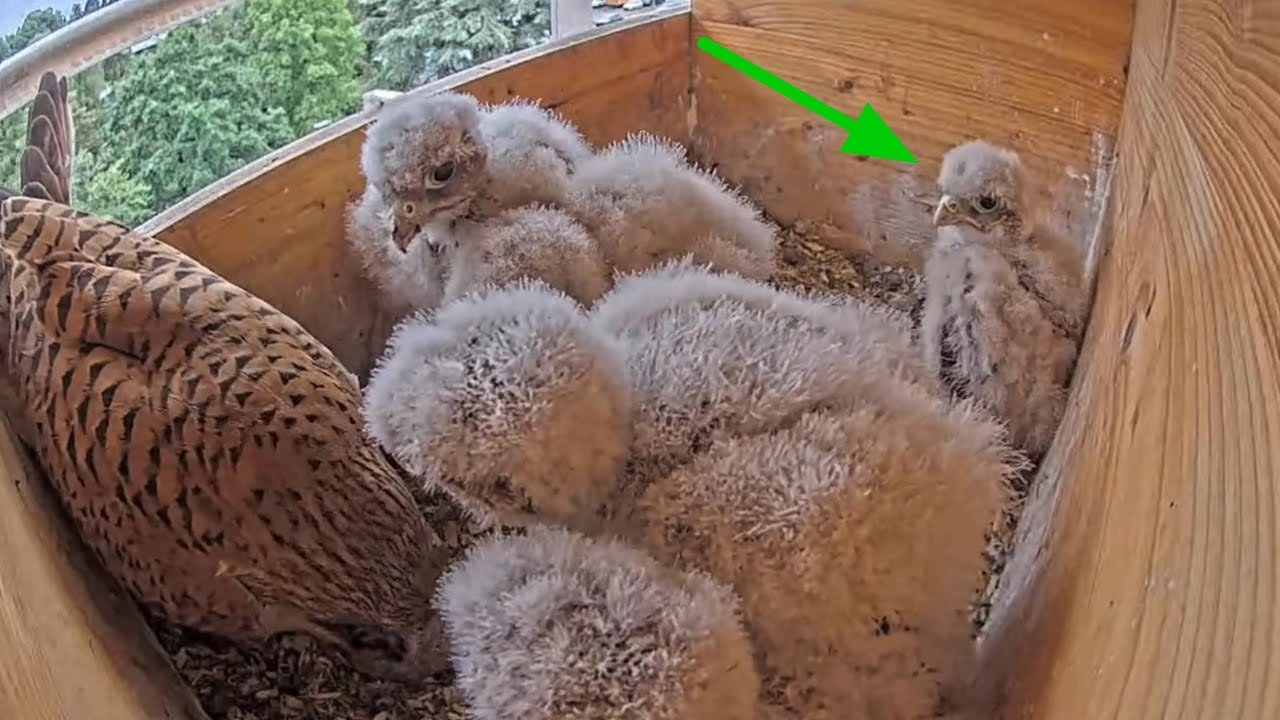 Ketika sibungsu tidak mendapat makanan induk kestrel datang memberikan suapan
