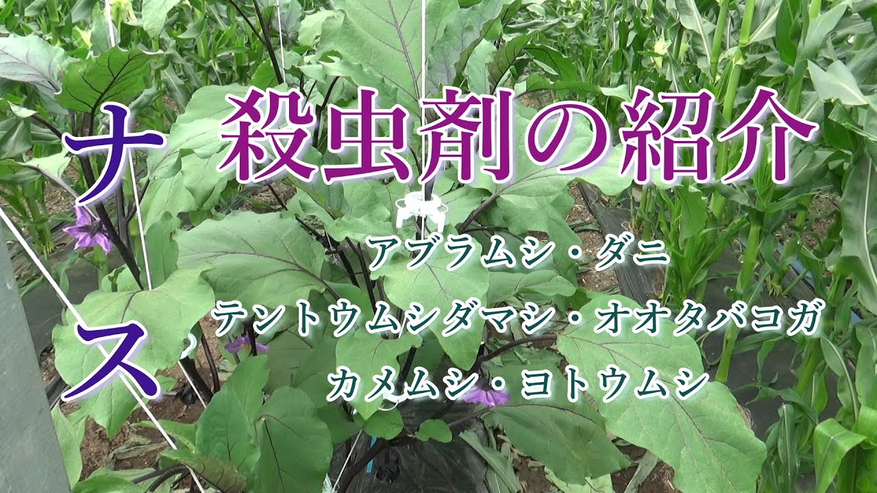 ナス、おススメの殺虫剤を紹介