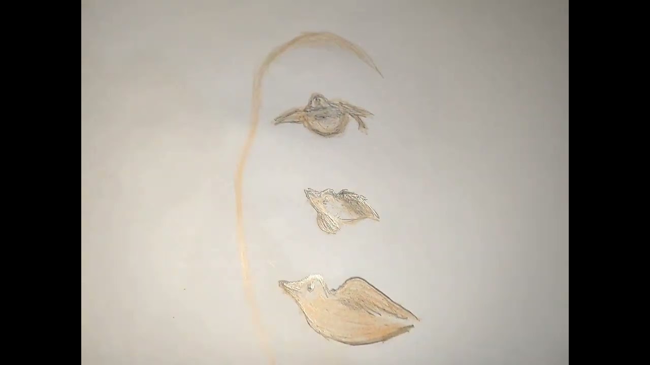 الرسم 3D رسم طيور على شكل وجه ست 