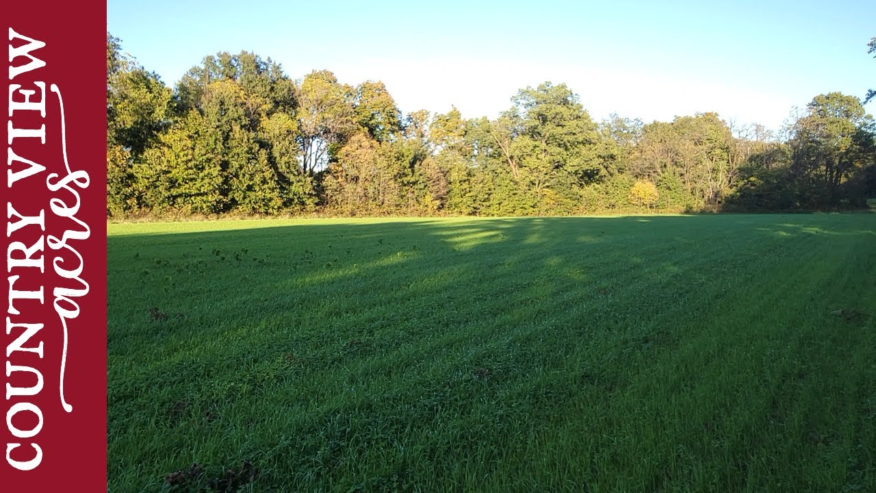 New Hay Field one month after planting.