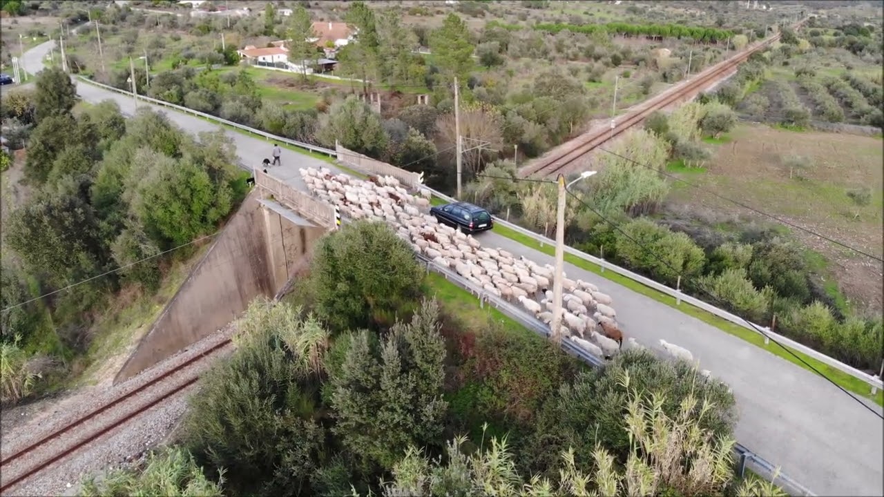 REBANHO OVELHAS ESTAÇÃO DE ORTIGA MAÇÃO IMAGENS DRONE 08 DEZEMBRO 2025