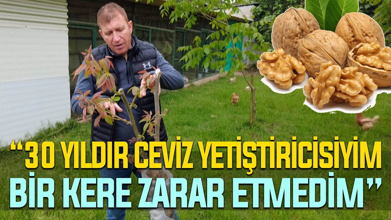 30 Senedir Ceviz Yetiştiriyorum, Hiçbir Sene Zarar Etmedim!