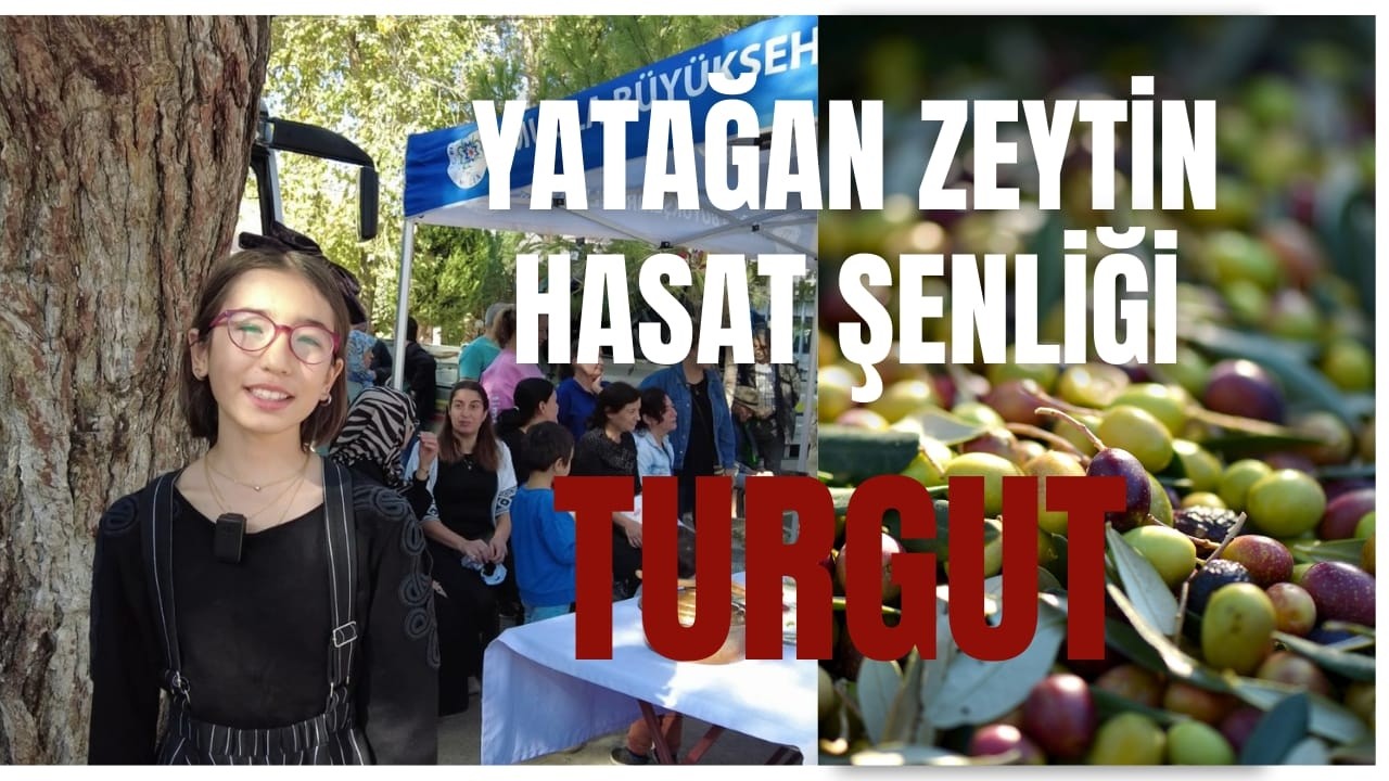 YATAĞAN TURGUT ZEYTİN HASAT ŞENLİĞİ