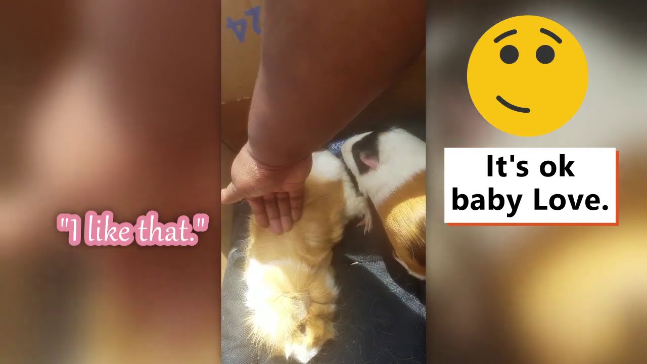 How To Calm Down A Stressed Guinea Pig