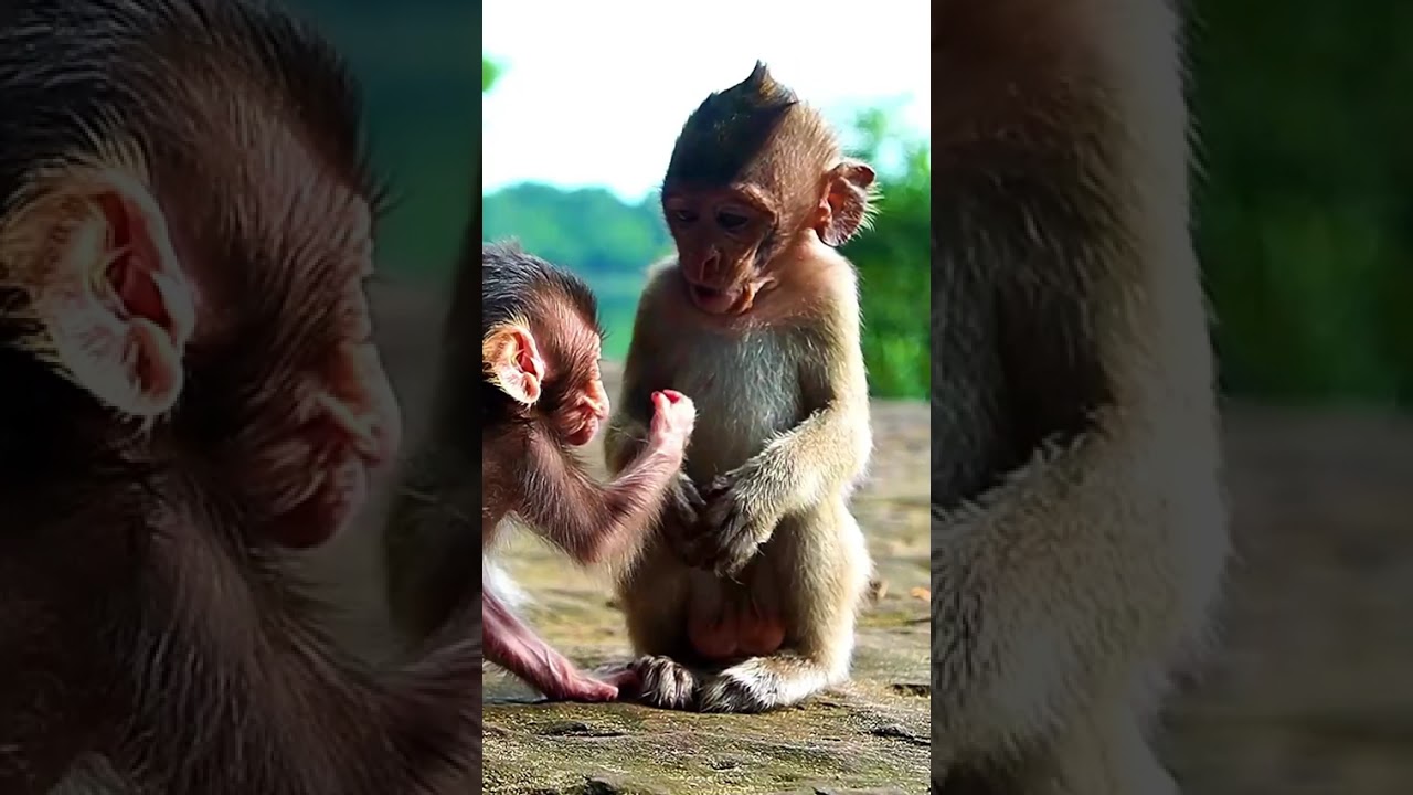 lovely playmate baby monkeys, | monkeynaturekh