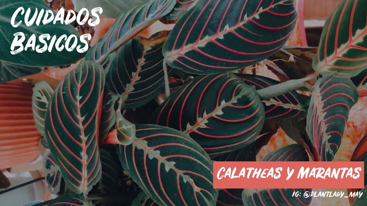 Cuidados Básicos: Calatheas y Marantas