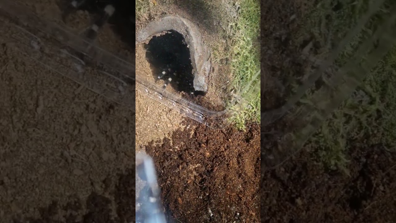 Brazilian White Knee Tarantula enclosure clean up.