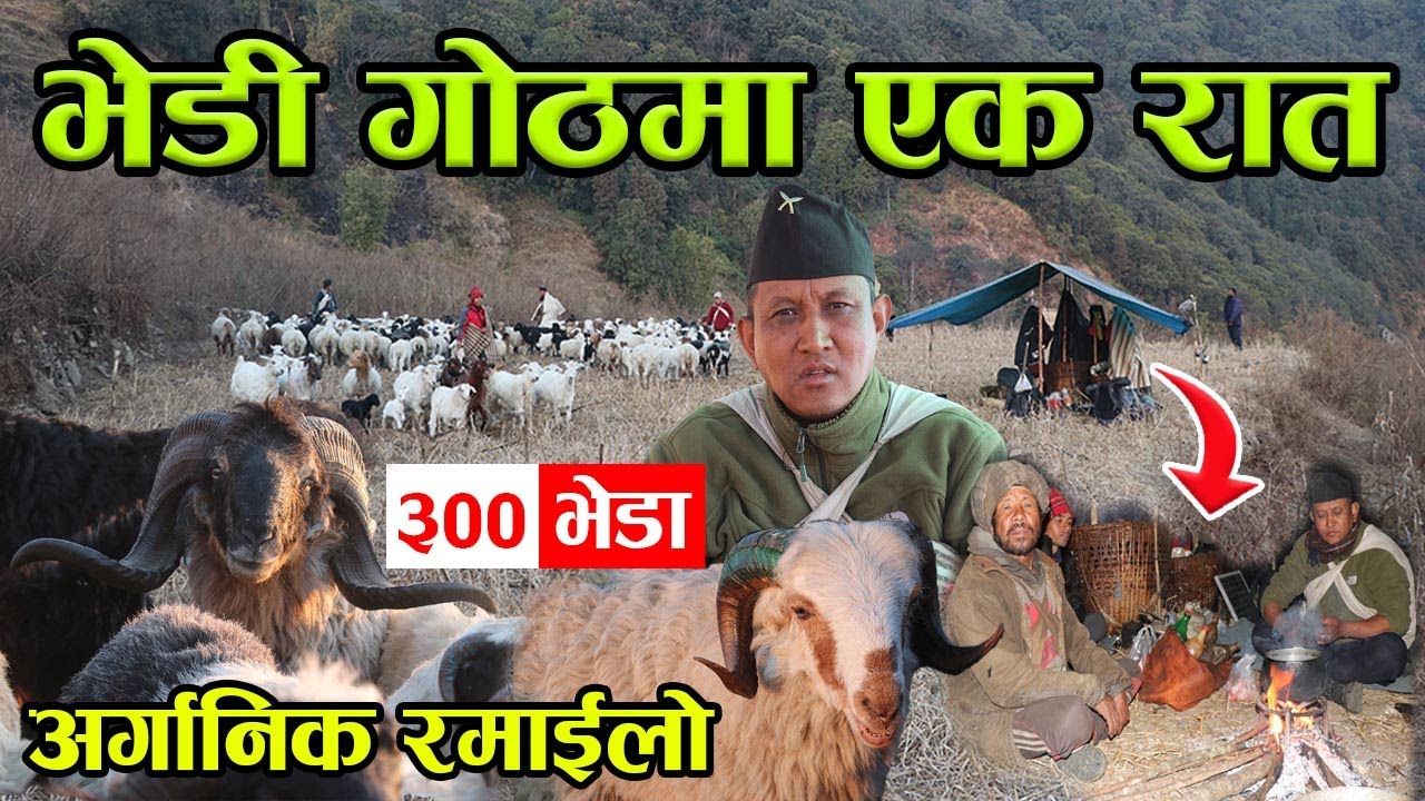 भेडी गोठमा गोठालोसँगै सुते पत्रकार ! भयो रमाईलो, खुला आकासमुनि आधा करोडको सम्पत्ती│Nepal Chitra
