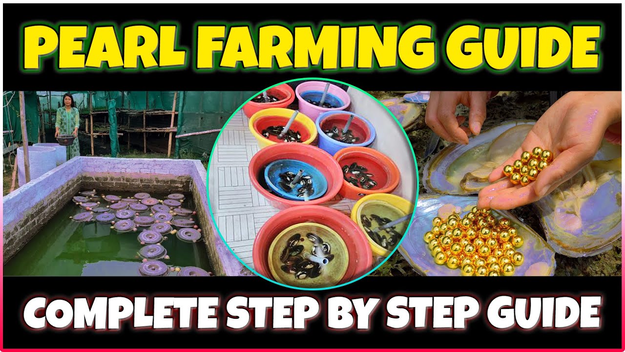 Pearl Farming | Process, Benefits & Investment Guide | Start Your Own Pearl Farm