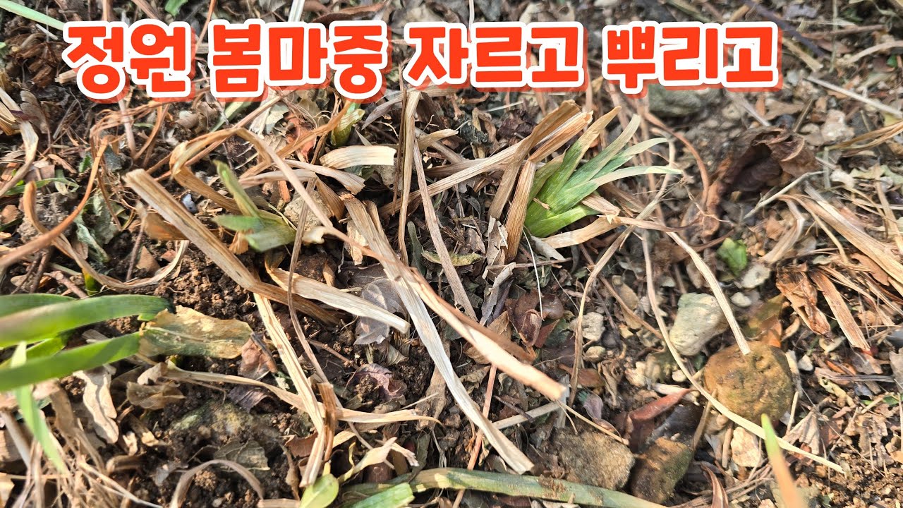 #정원 #봄마중 자르고 낙엽 정리하고 #거름주고 토양살충재 뿌리고