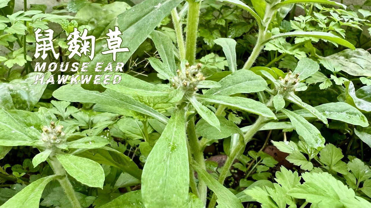 清明菜｜白花鼠曲草秘製作用｜鼠曲草養生排毒聖品！改善咳嗽/濕氣/喉嚨痛｜中醫師推薦食療草藥 Relieve Cough, Dampness & Sore Throat  #尋味世界 #food