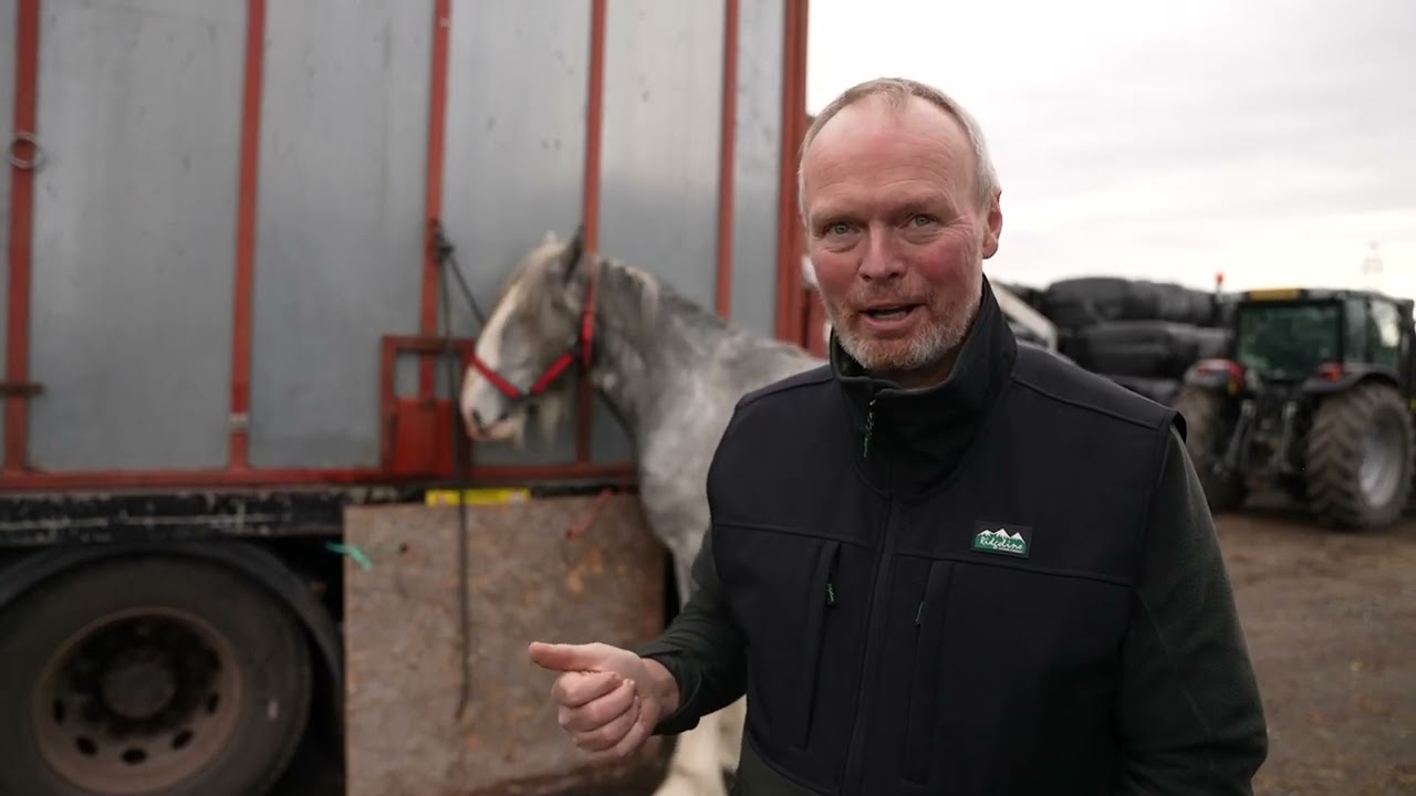 Herkules' Stallion Assessment Journey