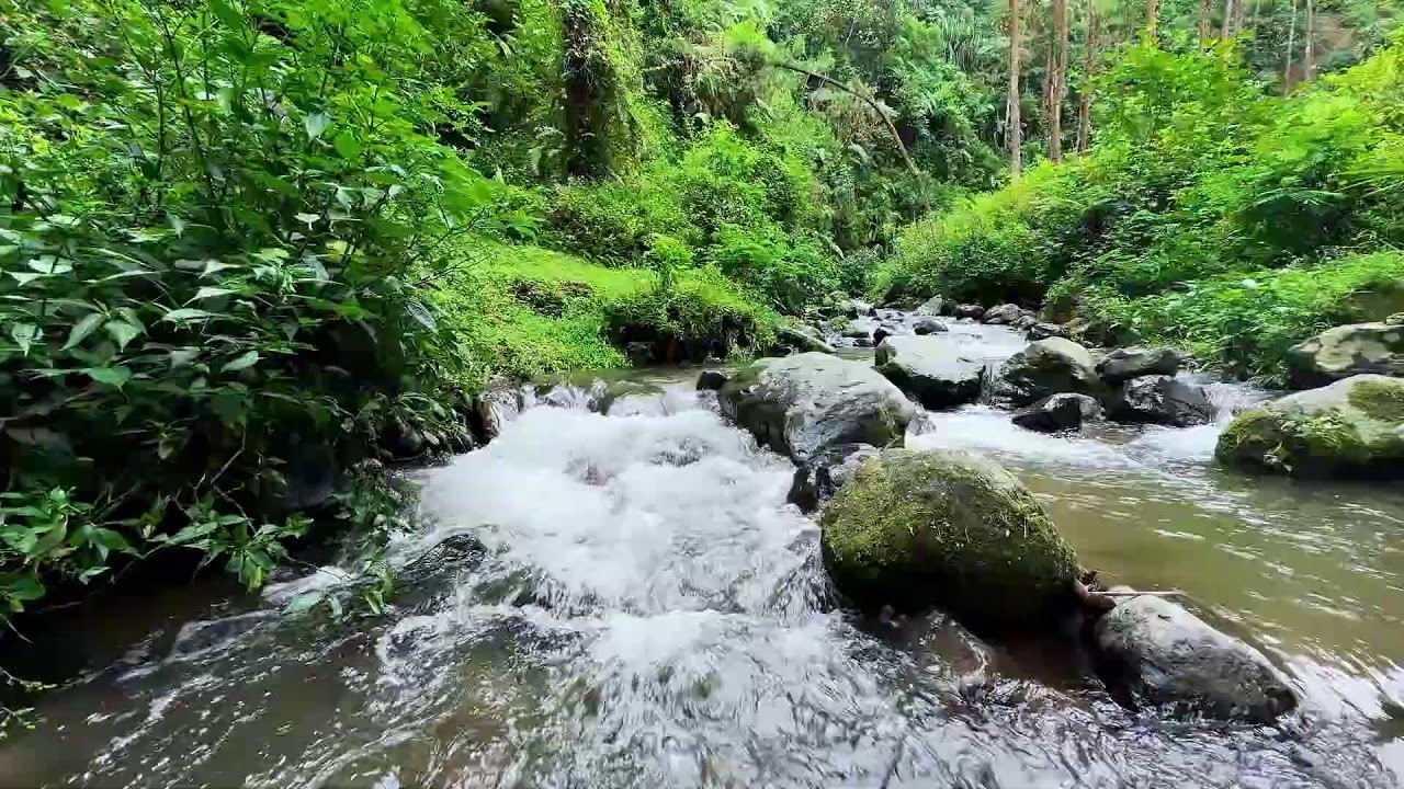 Let nature comfort you with calming river ambience in a misty forest to ease your tired thoughts