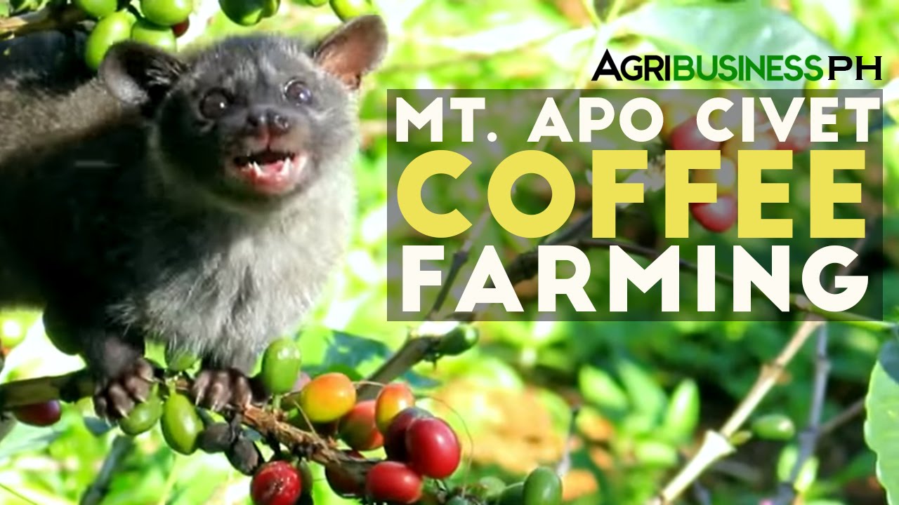 Mt. Apo Civet Coffee Farming : Civet Coffee Farming in the Philippines | Agribusiness Philippines