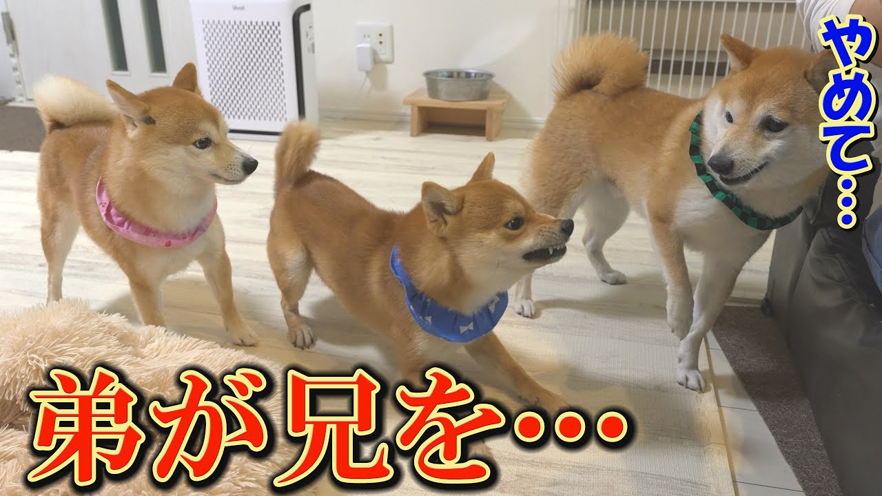 子犬を経て、成犬になった末っ子柴犬が自己主張をするようになりました。