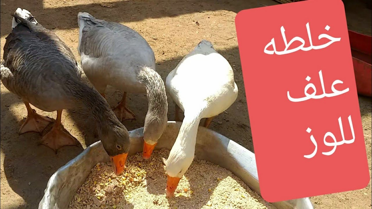 خلطه علف للوز