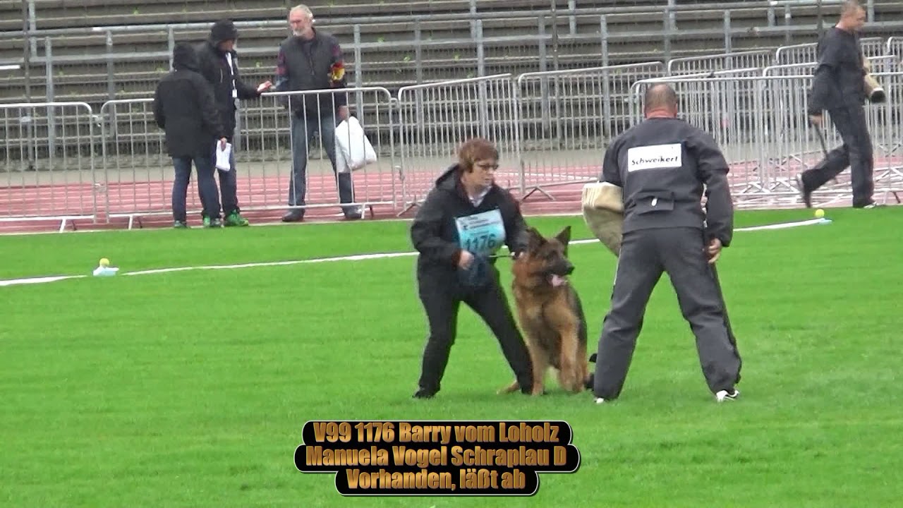2017 SV BSZS in Ulm TSB part 109 V99 Barry vom Loholz