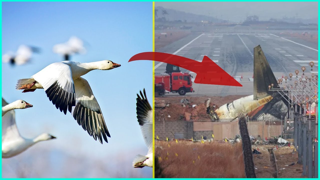 Jeju Air Update. Crash Caused By Birds.