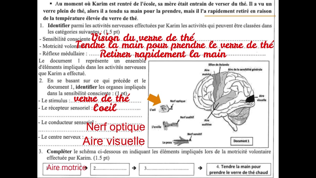 3AC - (Correction) Examen régional de Tanger-Tétouan-Al Hoceima 2023 SVT
