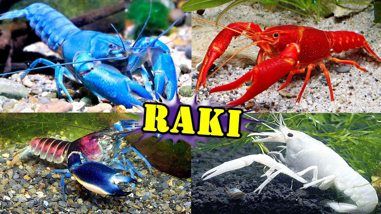 RAKI w AKWARIUM 🦞 przegląd gatunków