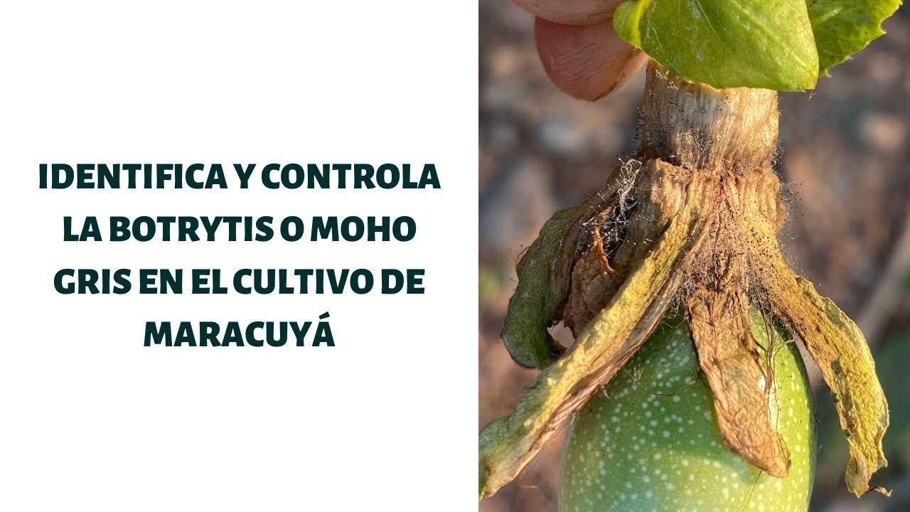 Botritis en el Cultivo de Maracuy&aacute;