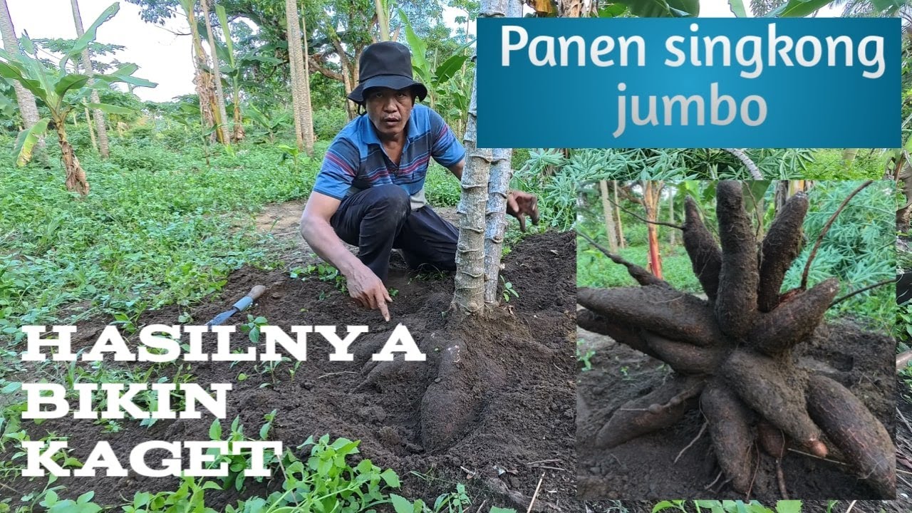 Panen Singkong Jumbo !! Hasilnya Bikin Kaget