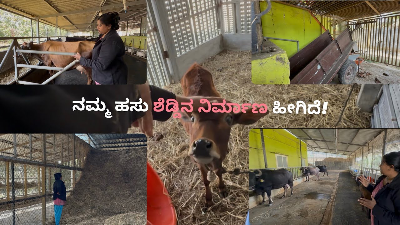 ನಮ್ಮ ಹಸು ಶೆಡ್ಡಿನ ನಿರ್ಮಾಣ ಹೀಗಿದೆ❤️